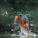 Kingfishers